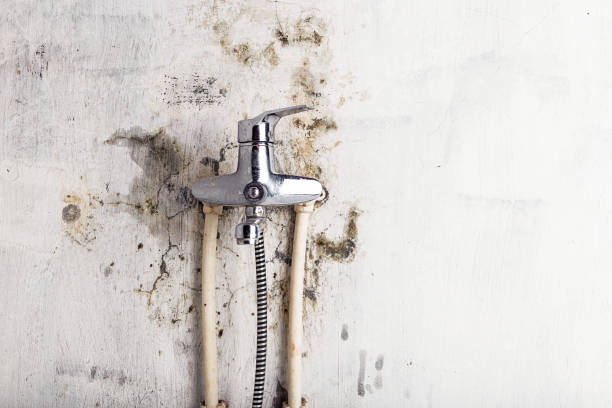 Best Fast Mold Removal  in Winters, CA