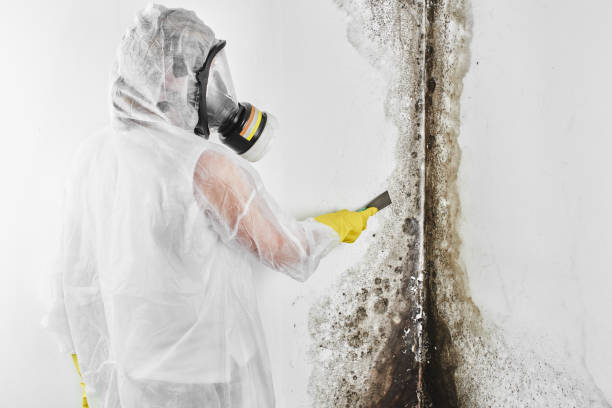 Best Crawl Space Mold Removal  in Winters, CA