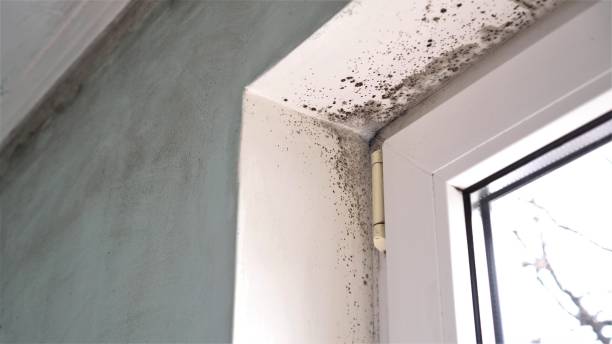 Best Residential Mold Removal  in Winters, CA