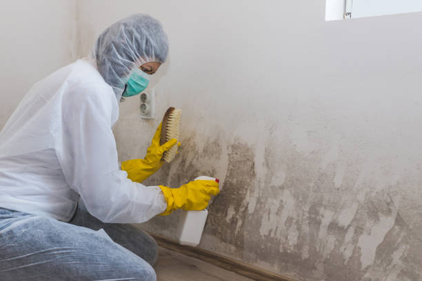 Best Certified Mold Removal  in Winters, CA