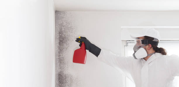 Best Professional Mold Removal  in Winters, CA