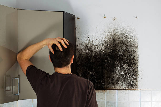 Best Commercial Mold Removal  in Winters, CA